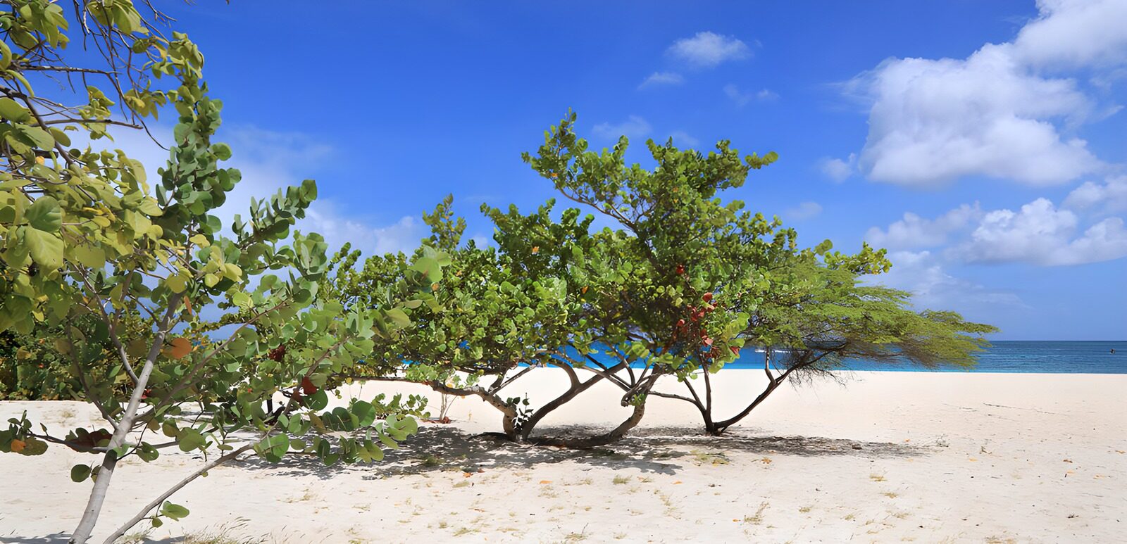 Traumstrand mit grünen Bäumen