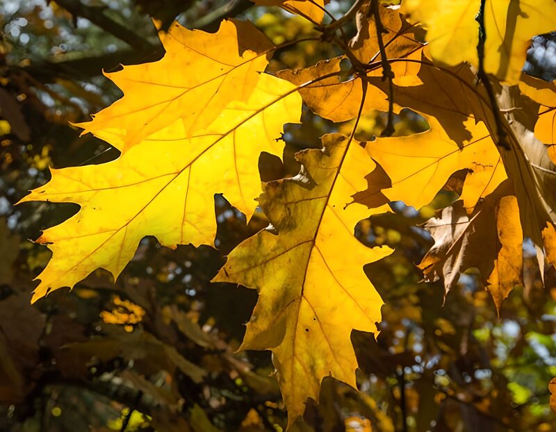 Goldene Blätter im Herbstlicht