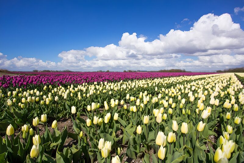 Farbenfrohe Tulpenfelder im Frühling