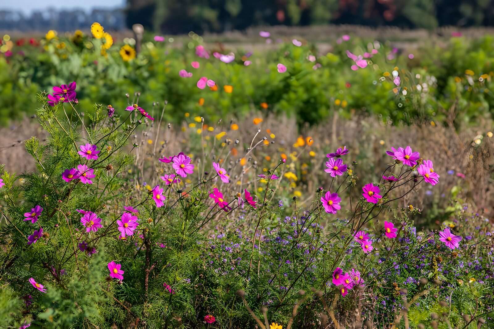 Bunte Blumenwiese im Herbst