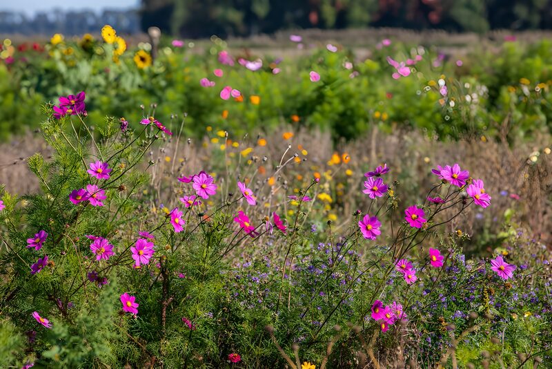 Bunte Blumenwiese im Herbst