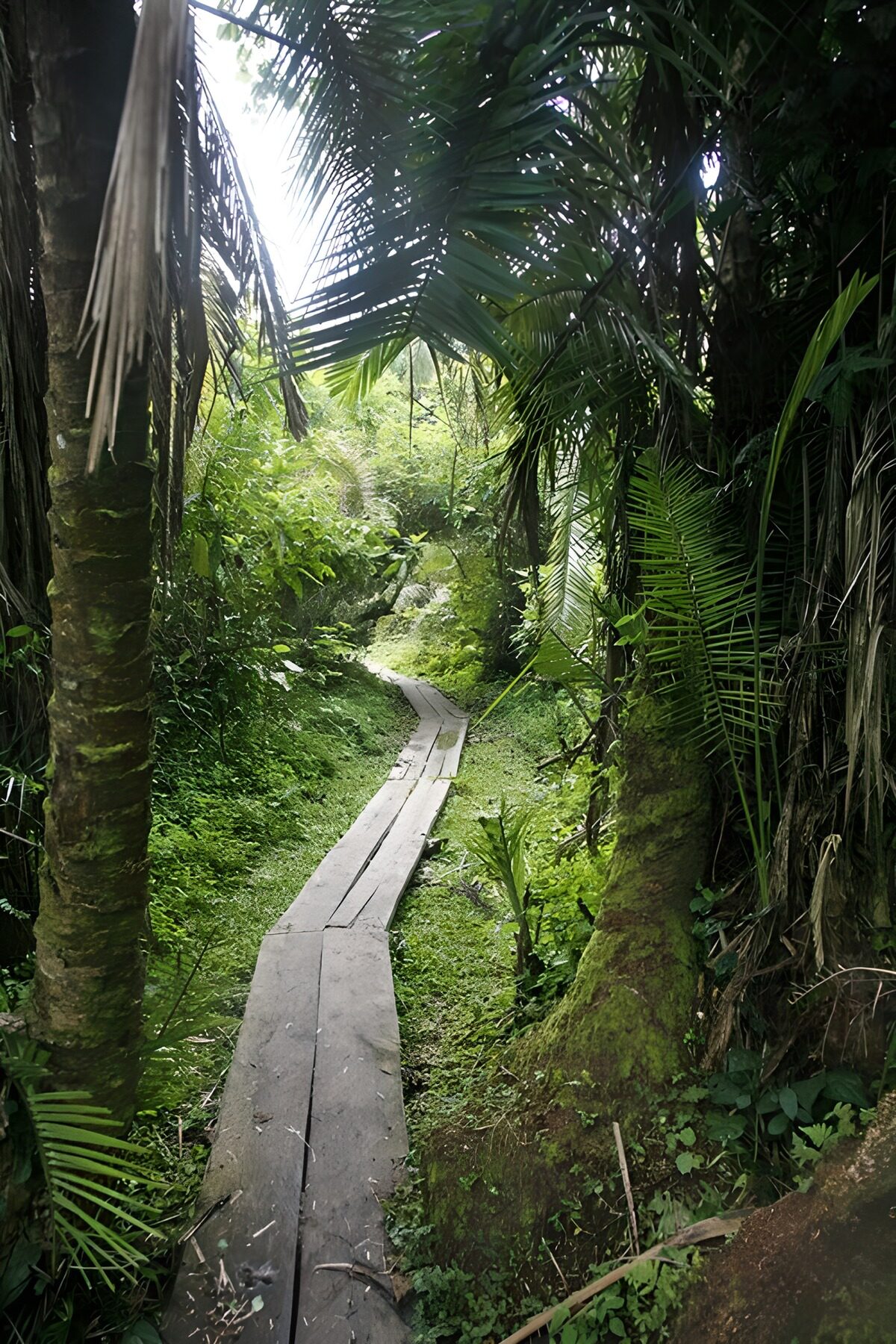 Tropischer Wanderweg durch den Dschungel