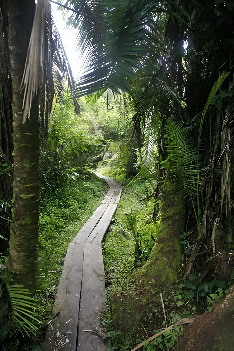 Tropischer Wanderweg durch den Dschungel
