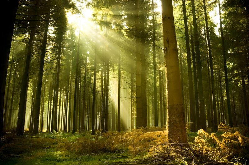 Mystischer Wald im Licht