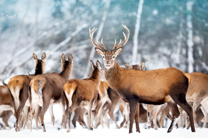 Ein majestätischer Hirsch im Winter