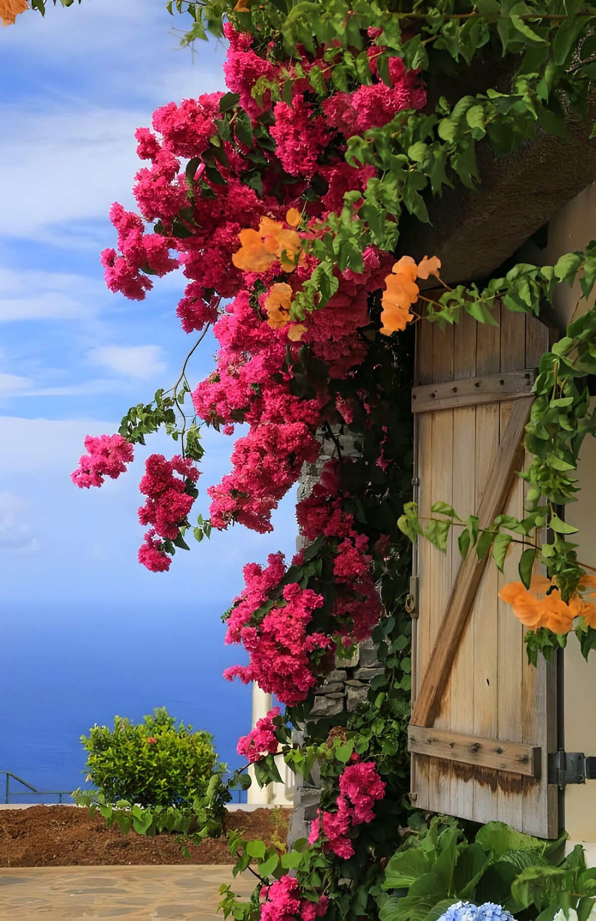 Blühende Bougainvillea am Meer