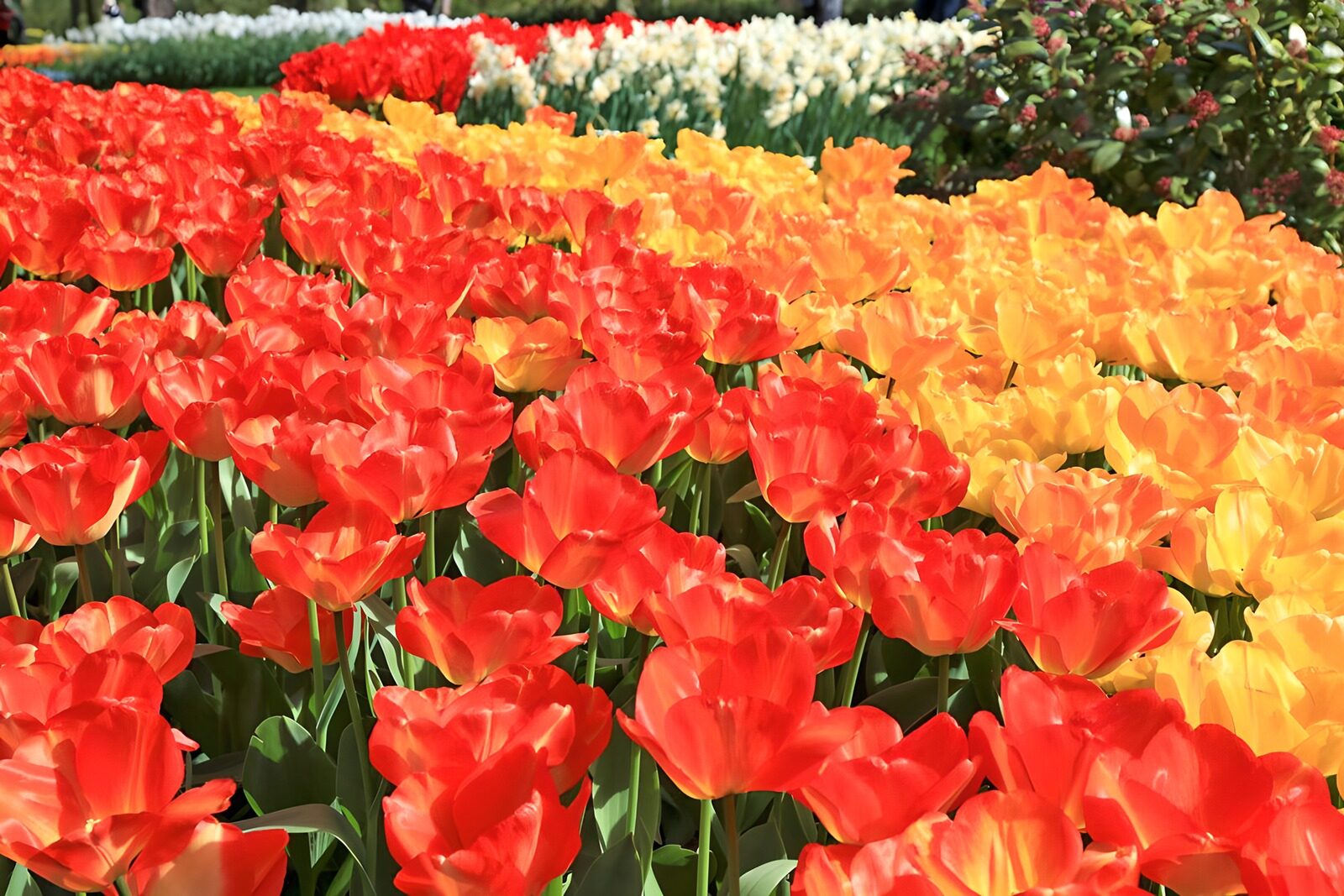 Farbenfrohe Tulpenblüte im Frühling