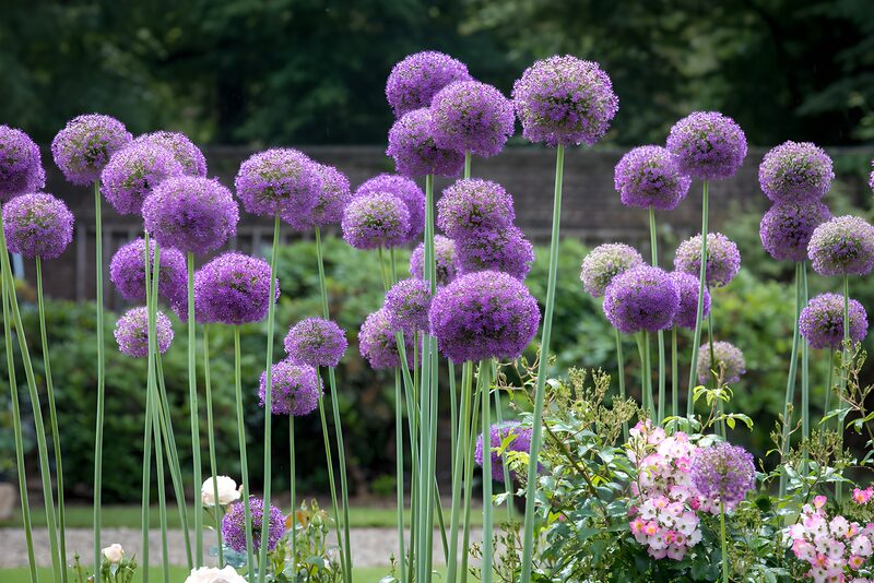 Schöne lila Alliumblüten im Garten