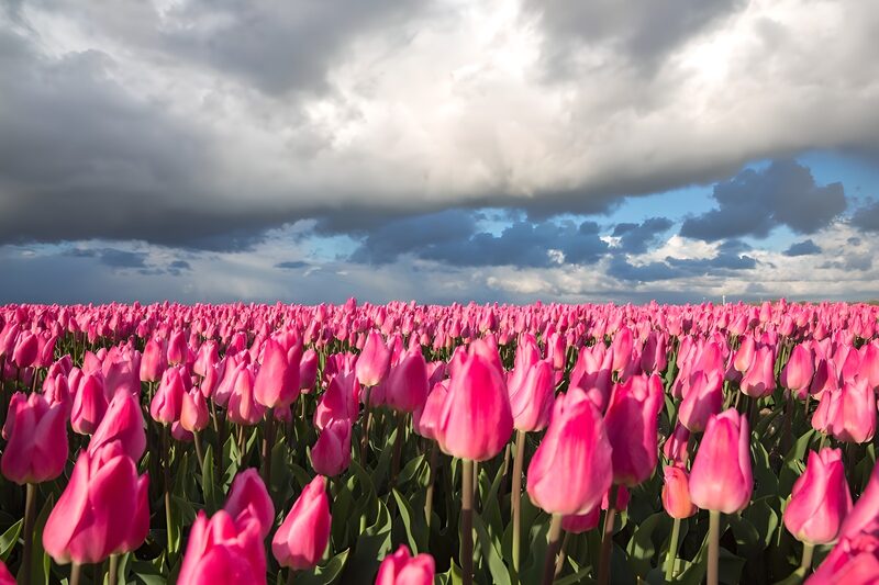 Blühende Tulpenfelder unter Wolken