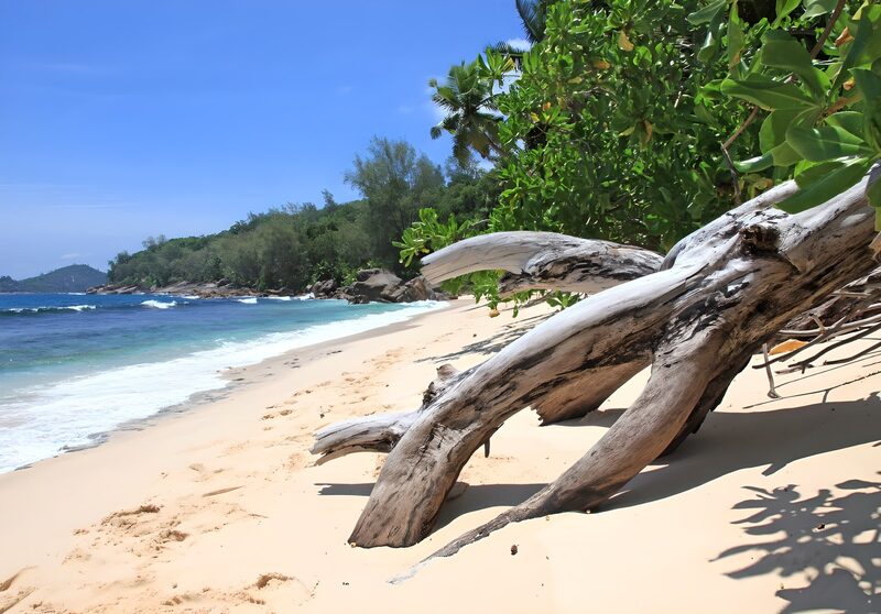 Strand mit verwittertem Holz