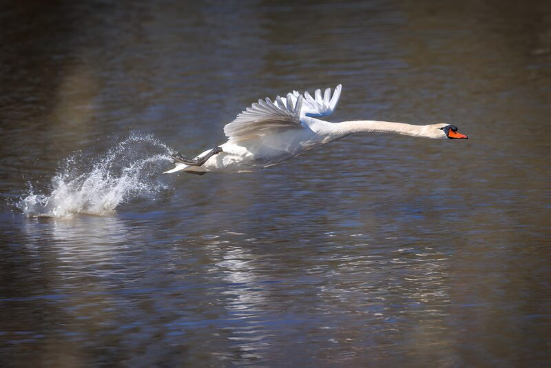 Fliegender Schwan über dem Wasser