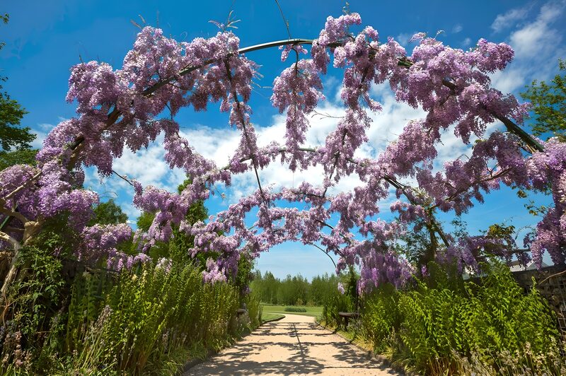 Wisteria-Bogen in voller Blüte