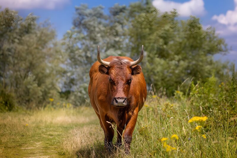 Rotbraune Kuh auf dem Feld