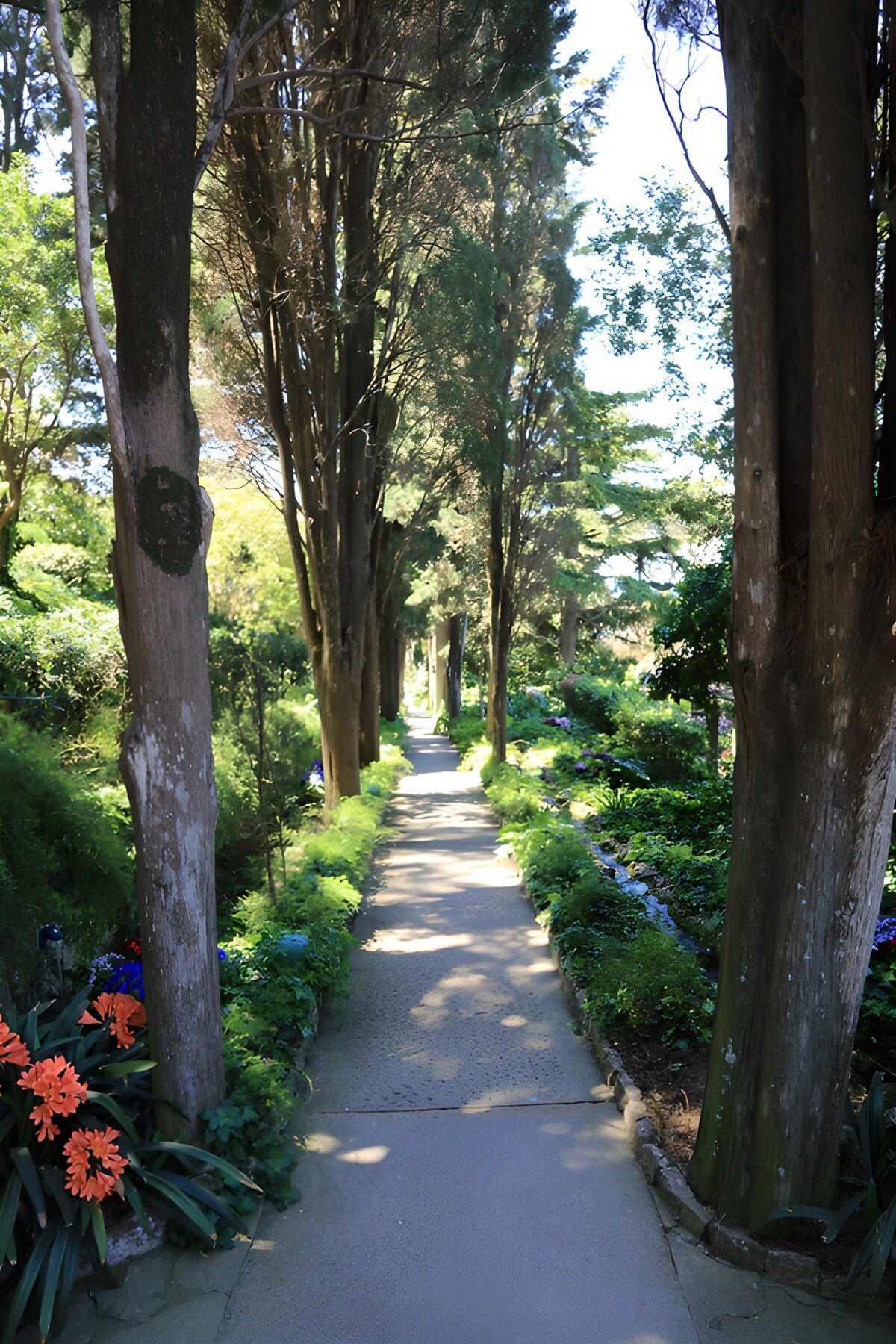 Ruhiger Gartenweg umgeben von Bäumen