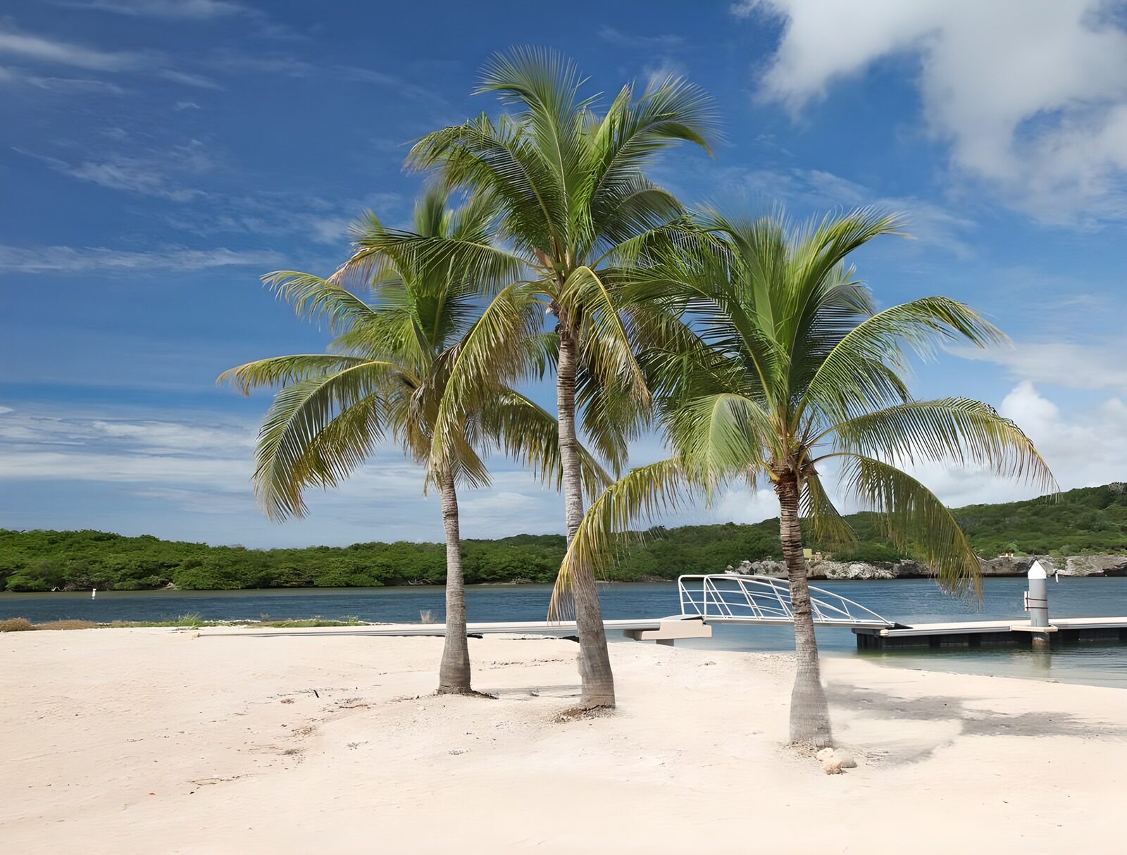 Palmen am Strand unter blauem Himmel