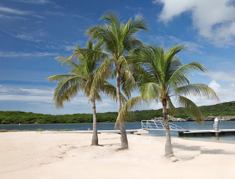 Palmen am Strand unter blauem Himmel