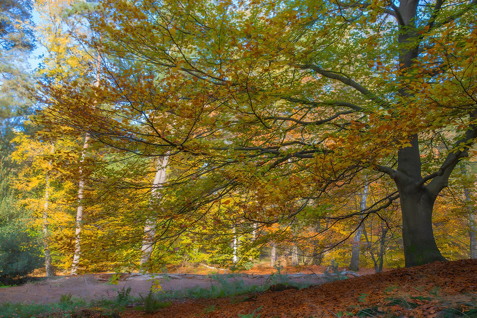 Farbenfroher Herbstwald in voller Pracht