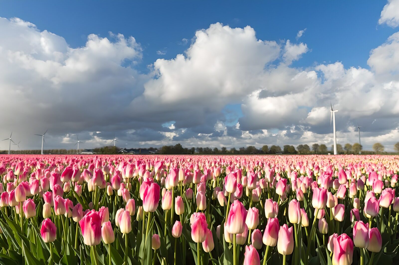 Tulpenfeld unter bewölktem Himmel