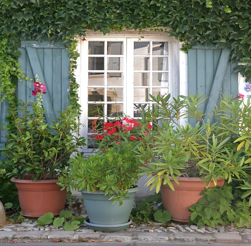 Blumenfenster mit Pflanzen