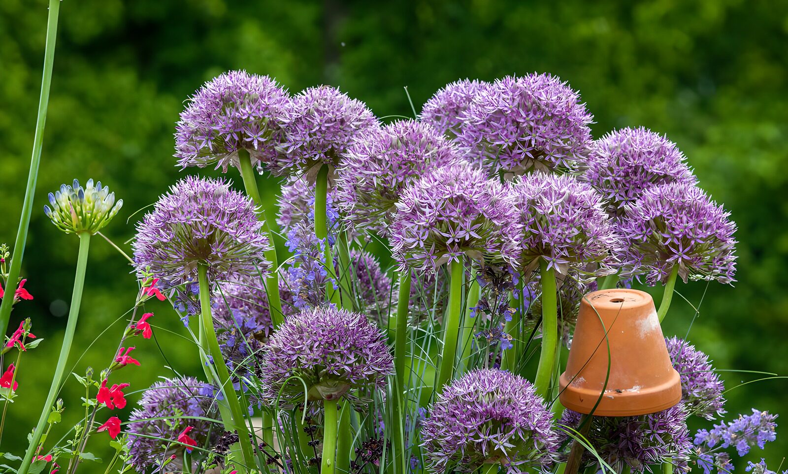 Lila Blumenpracht im Garten