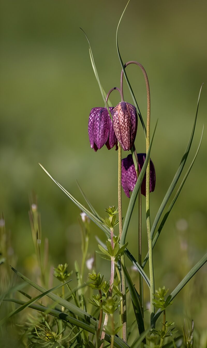 Schachbrettblume im Sonnenlicht