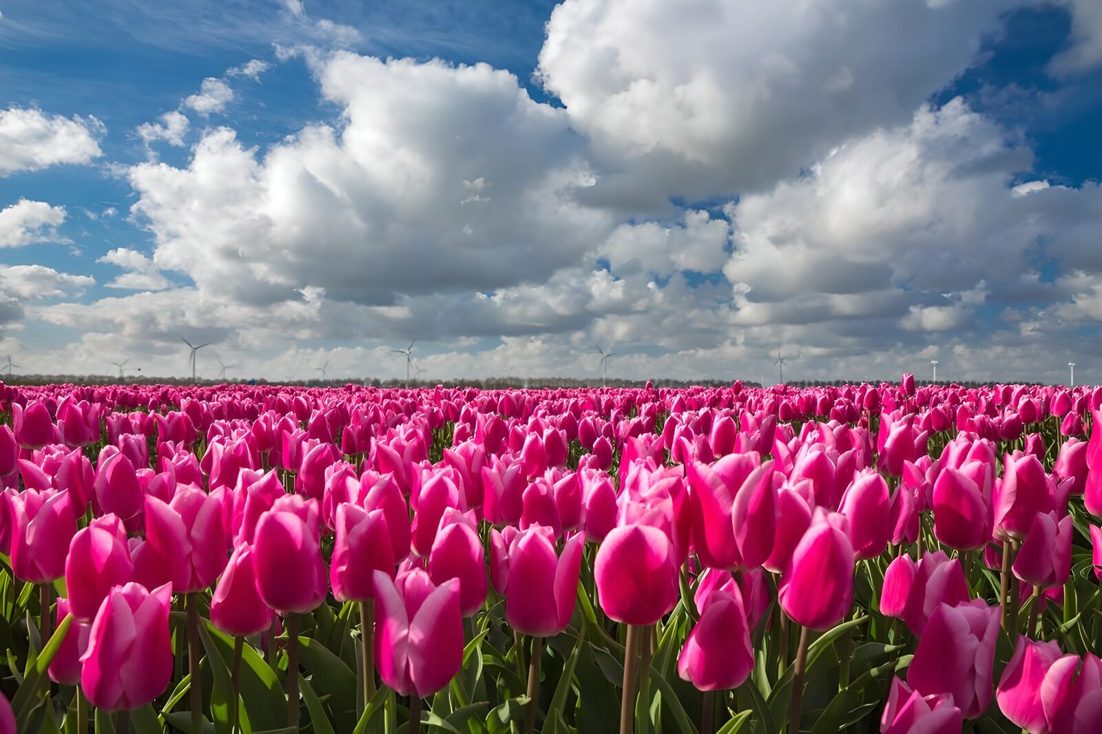 Blühende pinke Tulpenfelder unter Wolken