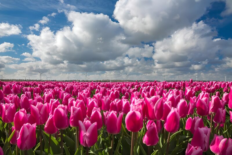 Blühende pinke Tulpenfelder unter Wolken