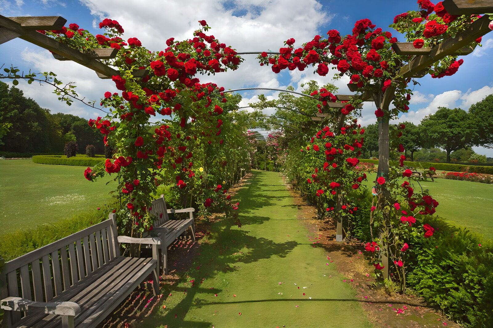Rosengarten im Sonnenlicht