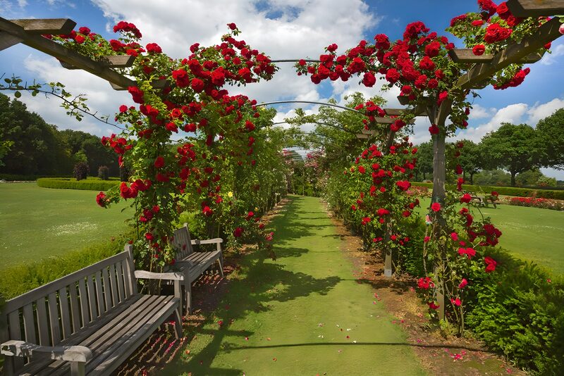 Rosengarten im Sonnenlicht
