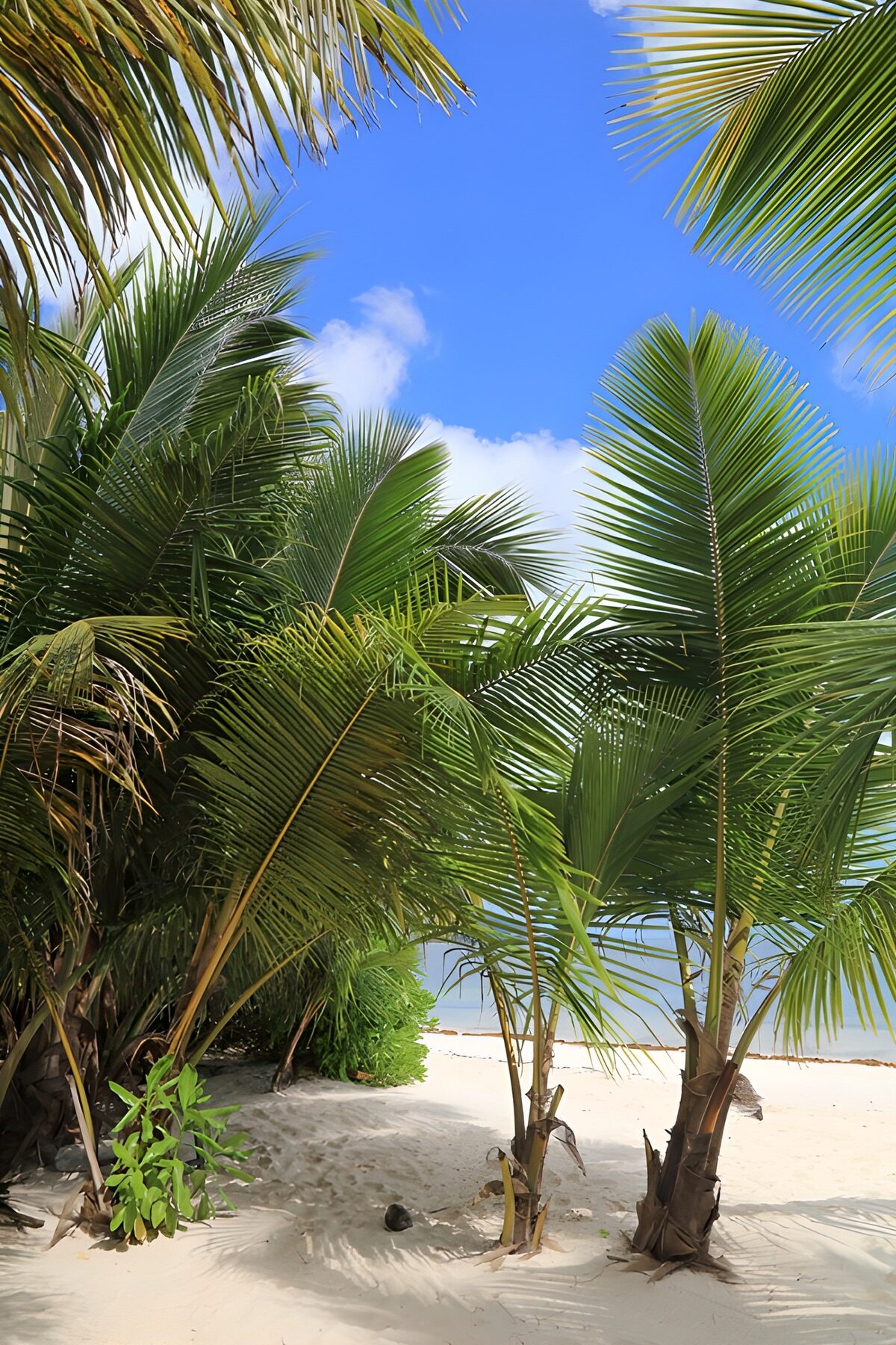 Tropischer Strand mit Palmen