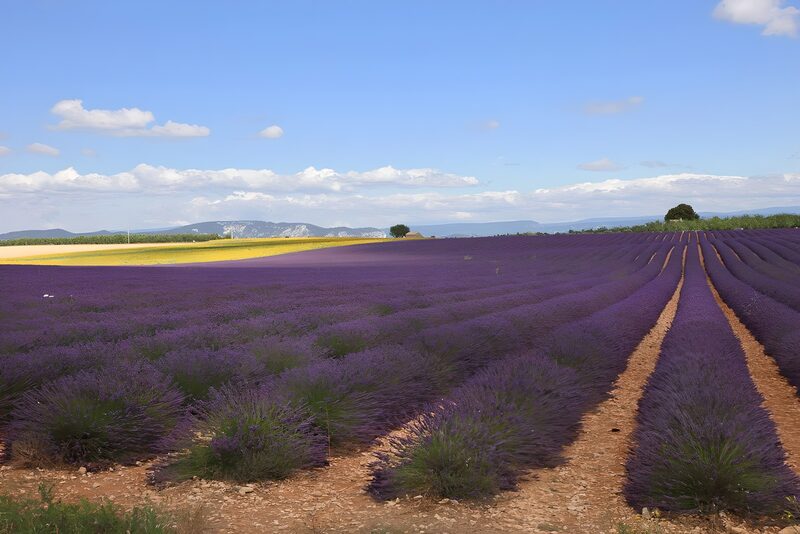 Lavendelfelder in voller Blüte