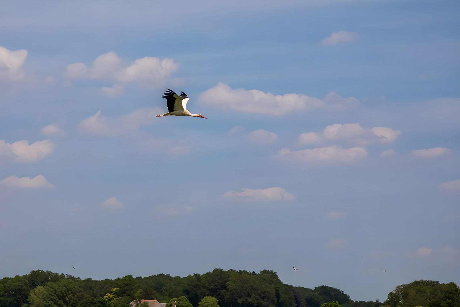 Storch im Flug über grüne Landschaft