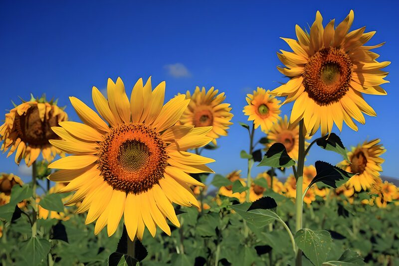 Sonnenblumenfeld unter blauen Himmel