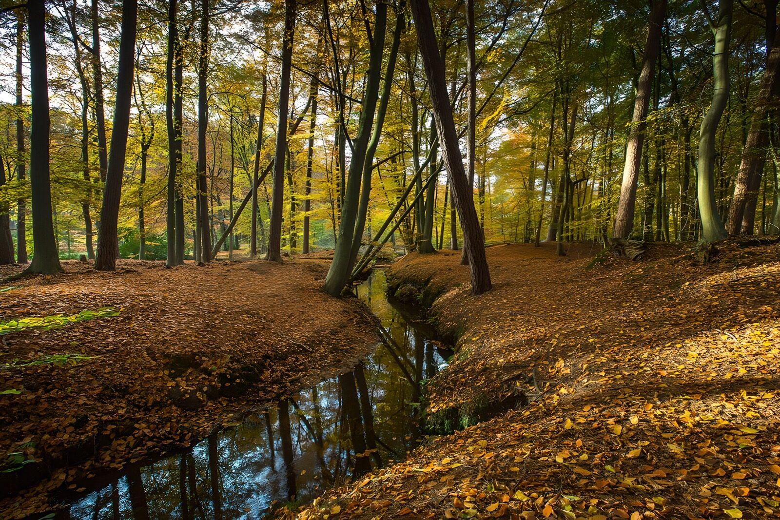 Herbstliche Waldlandschaft mit Bächen