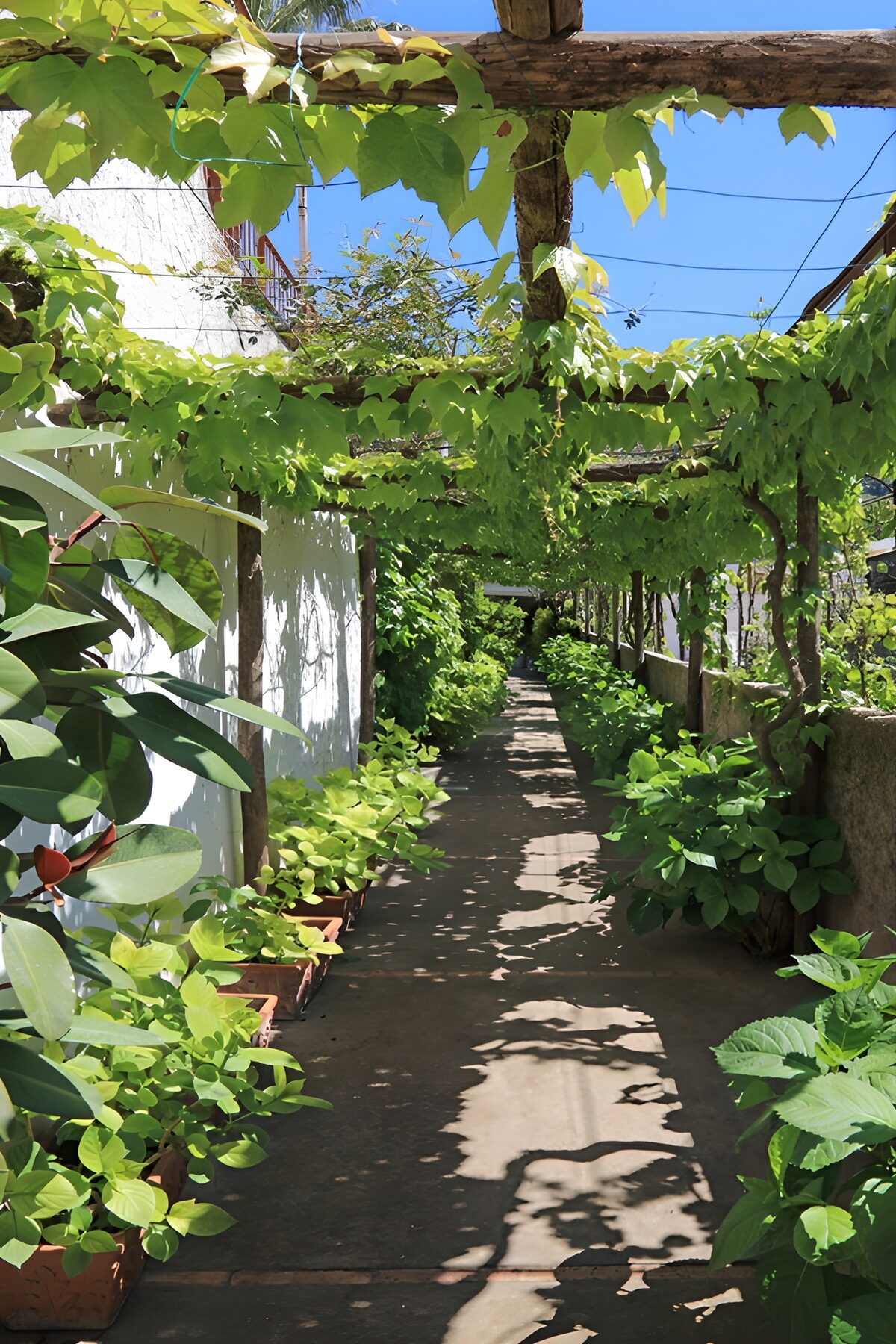 Grüner Gartenweg unter Platanen