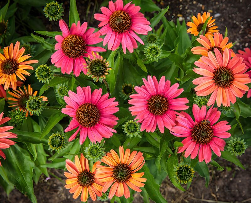 Bunte Echinacea-Blüten im Garten