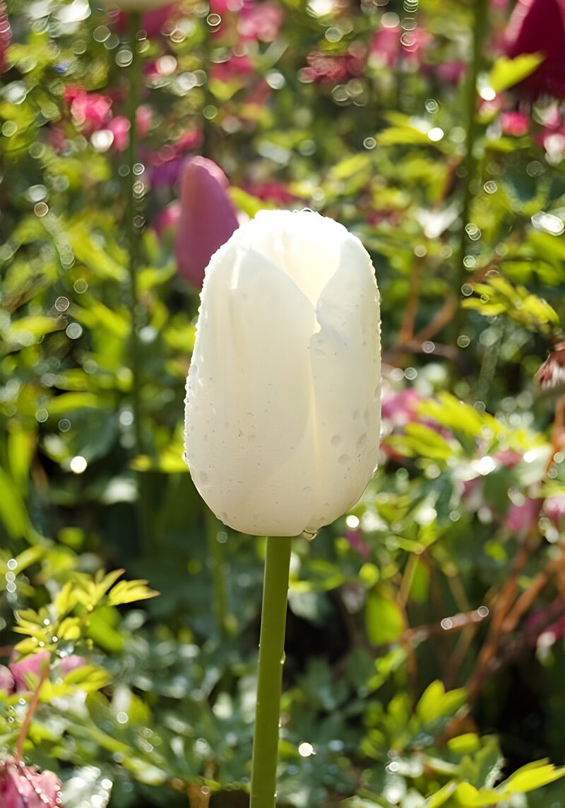Weiße Tulpe im Morgentau