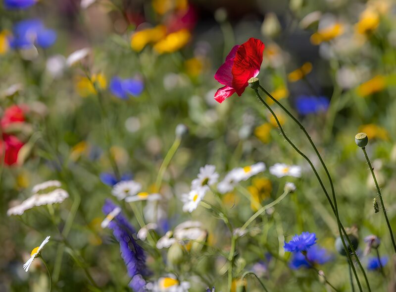Bunte Blumenwiese im Sommer