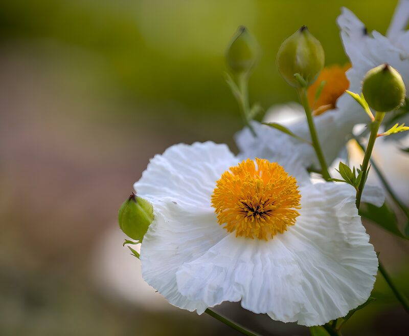 Weiße Blume mit goldenem Kern