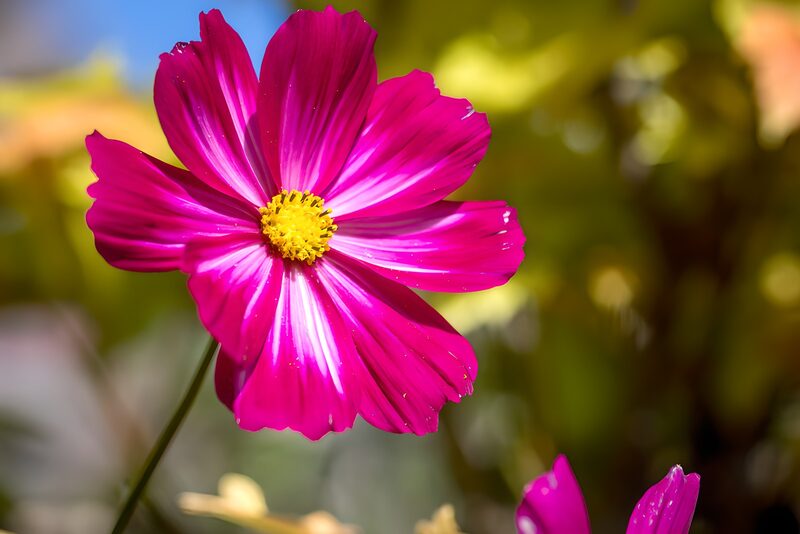 Strahlende pinke Blüte im Sonnenlicht