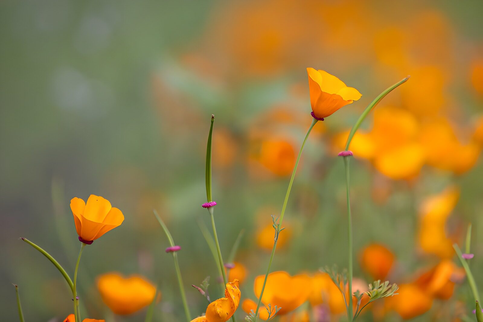 Blühende Mohnblumen im Sonnenlicht