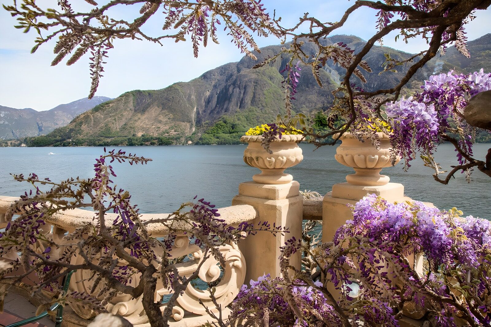 Blühende Wisteria am Seeufer