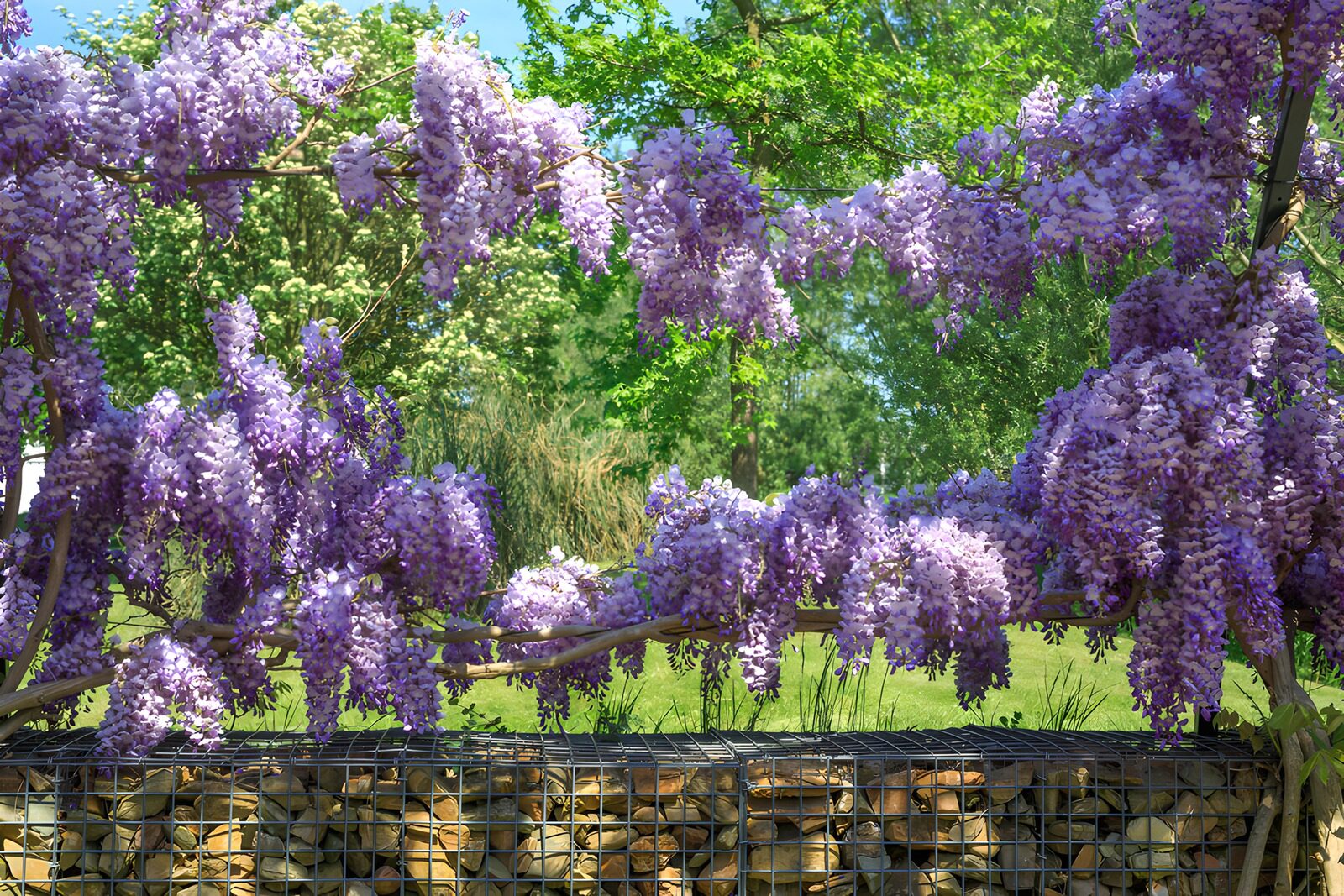 Wisteria im Frühlingsgarten