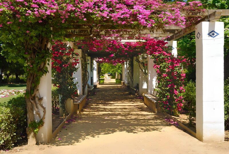 Blühender Gartenweg unter Bougainvillea