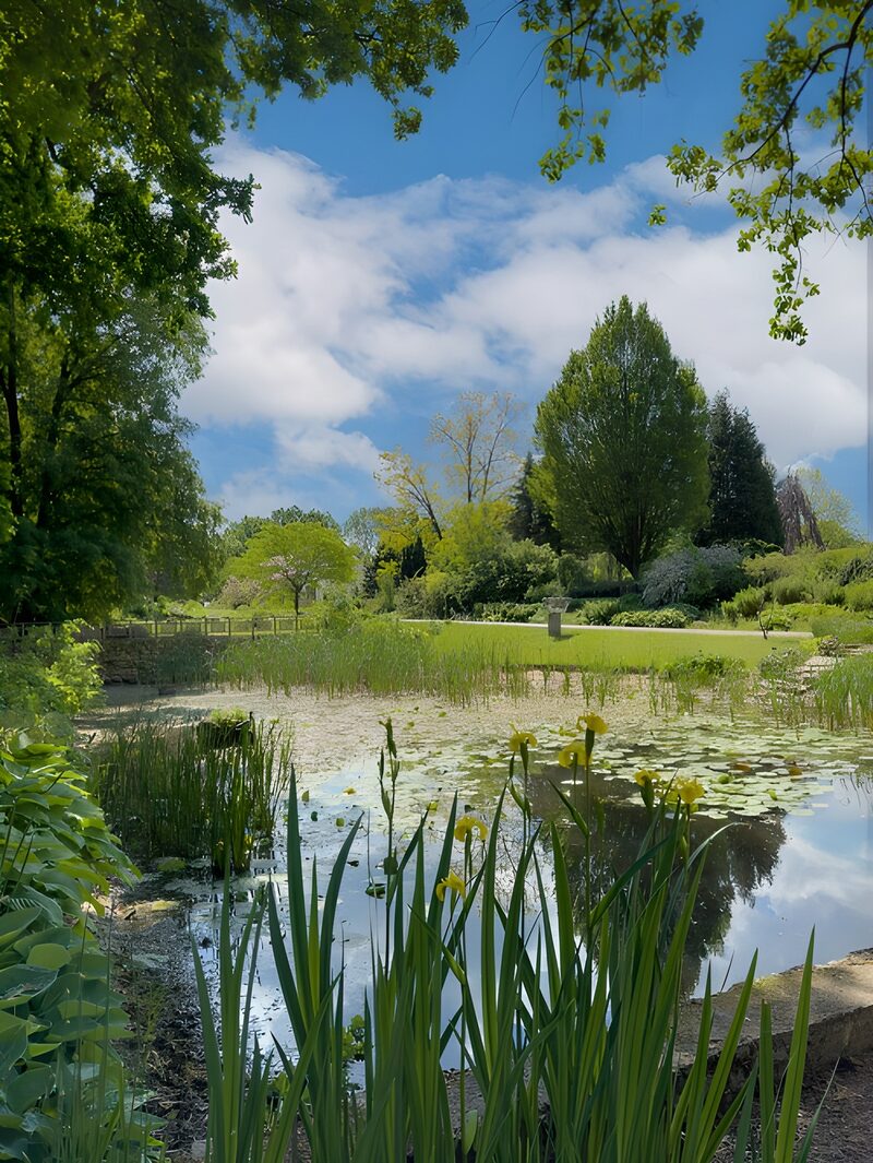 Teich mit Seerosen und Schwertlilien