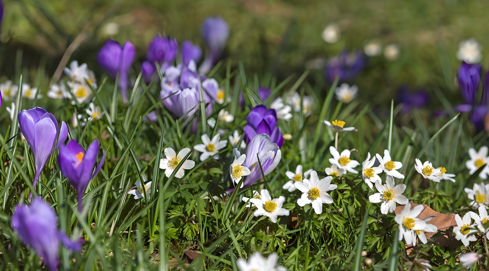 Frühlingsblumen-Wiese in voller Blüte