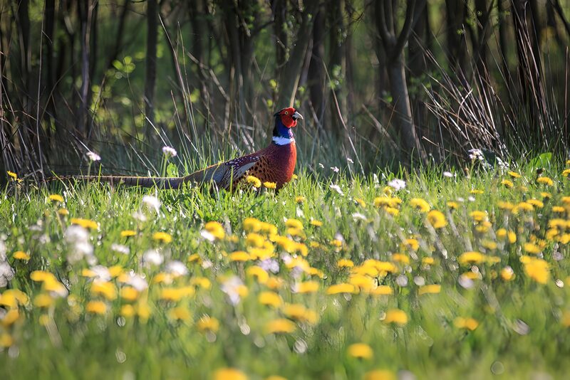 Fasane im blühenden Feld