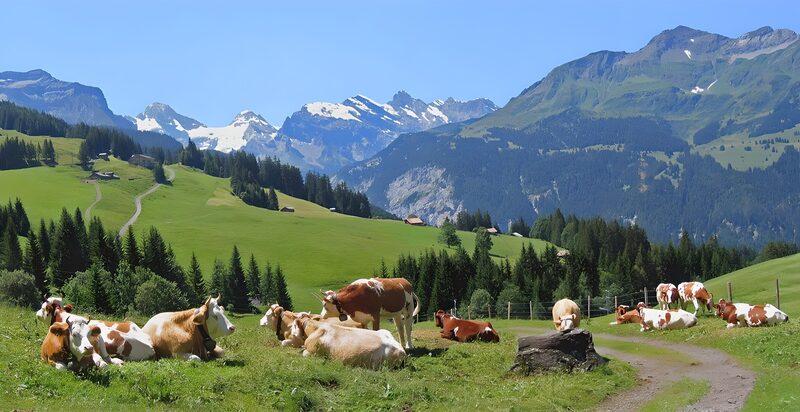 Kühe auf einer alpinen Wiese