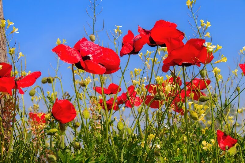 Rote Mohnblumen im blauen Himmel