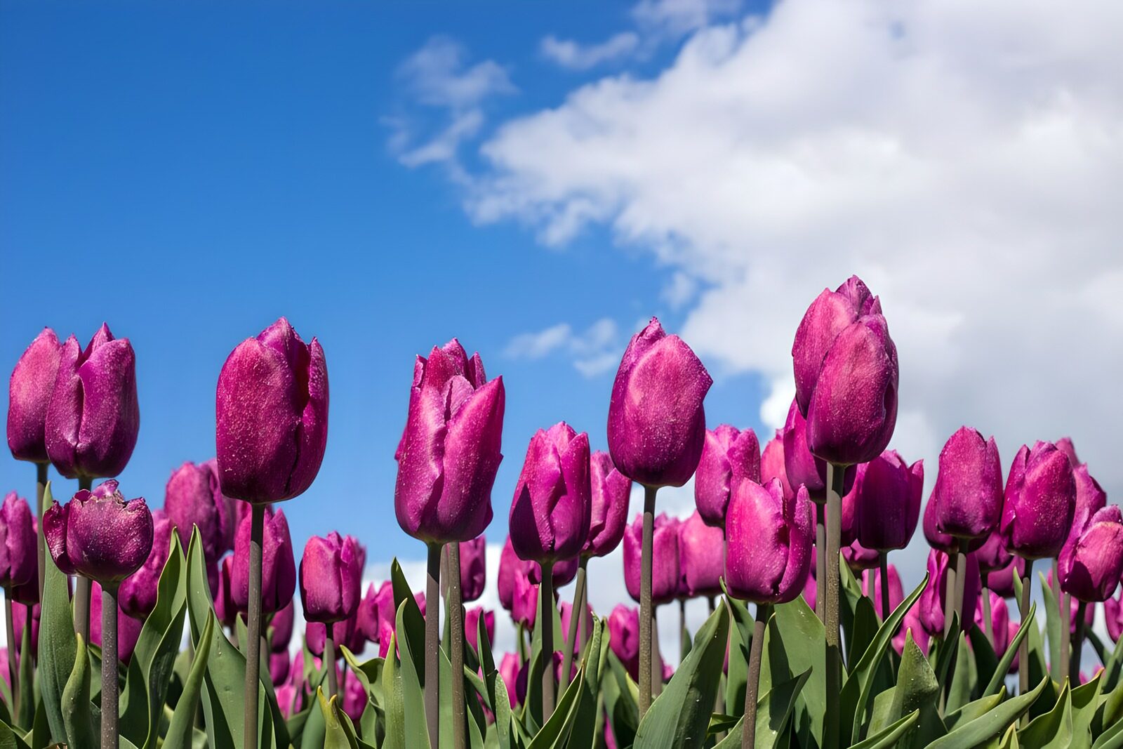 Lebendige lila Tulpen im Sonnenschein